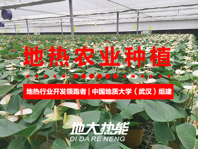 濟(jì)南：“地?zé)崮?農(nóng)業(yè)”產(chǎn)業(yè)融合，讓地?zé)崮苷嬲盁帷逼饋?地大熱能